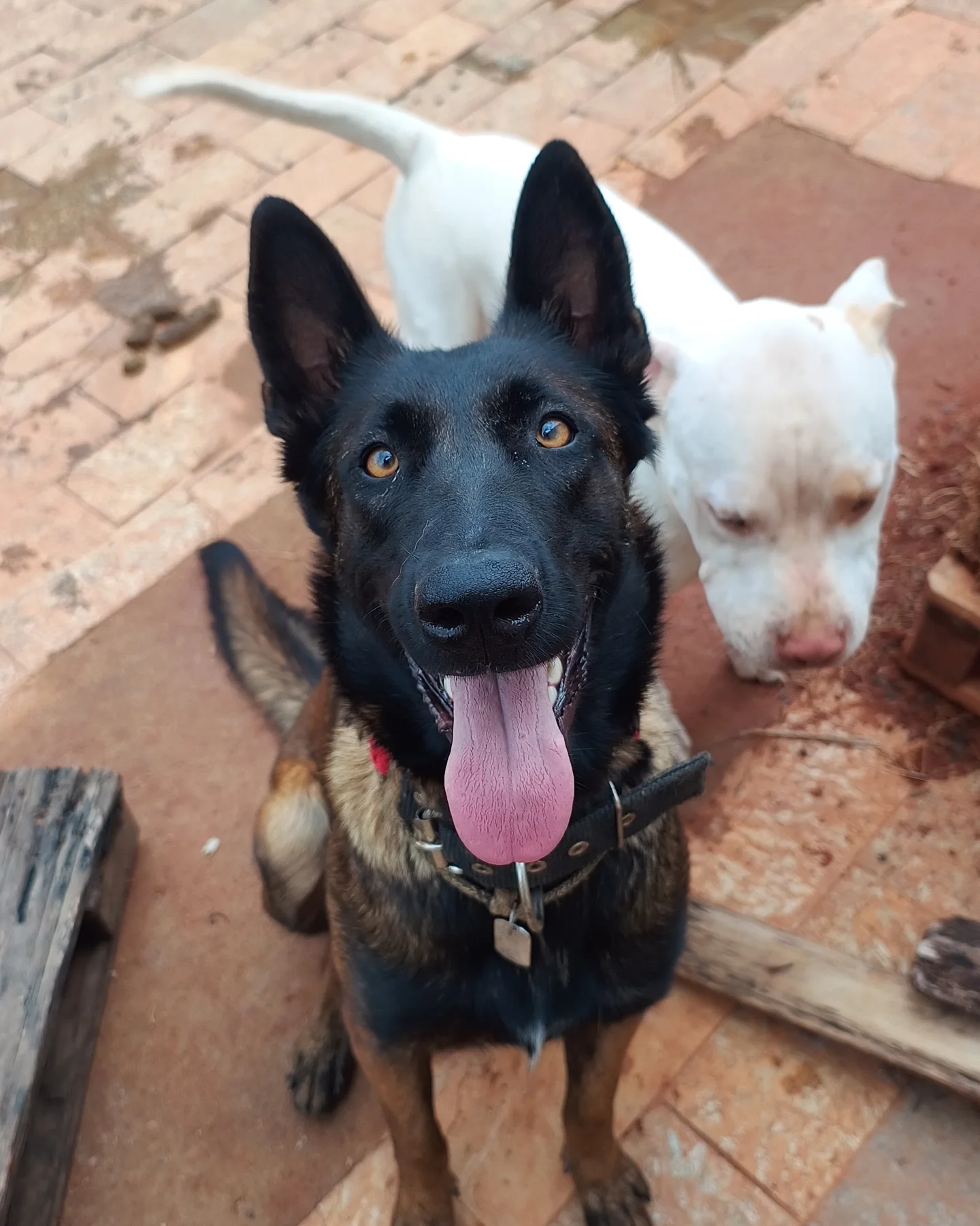 Pastor Belga Malinois em treinamento ao lado de outro cão no CT Big Dog