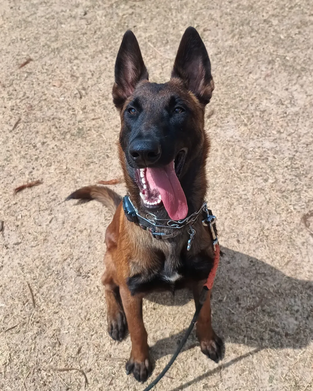 Pastor Belga Malinois jovem em treinamento ao ar livre no CT Big Dog